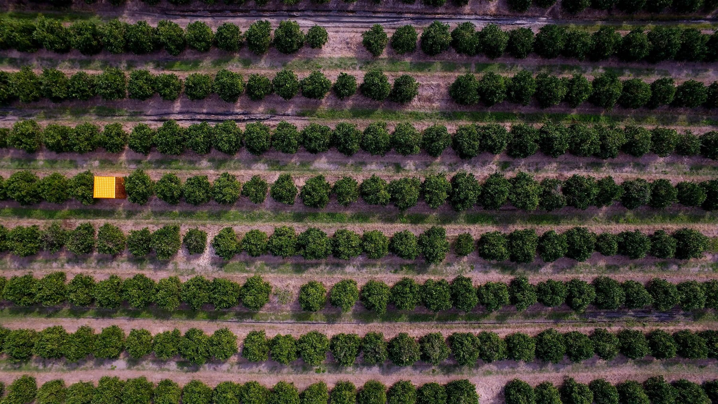 Portal Inflatable in a citrus grove in Veracruz, Mexico during an activation with Coca-Cola. Photograph by Shared_Studios.